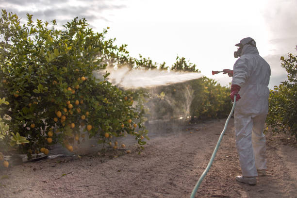 Best Affordable Pest Control Services  in Odessa, MO