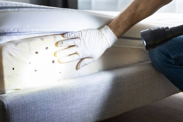 Best Emergency Pest Control  in Odessa, MO
