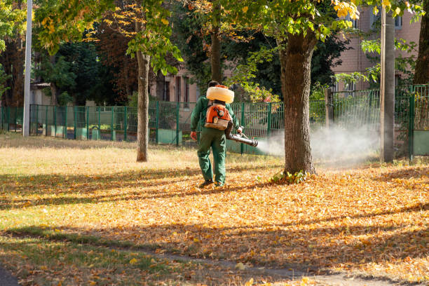 Best Mosquito Control Services  in Odessa, MO
