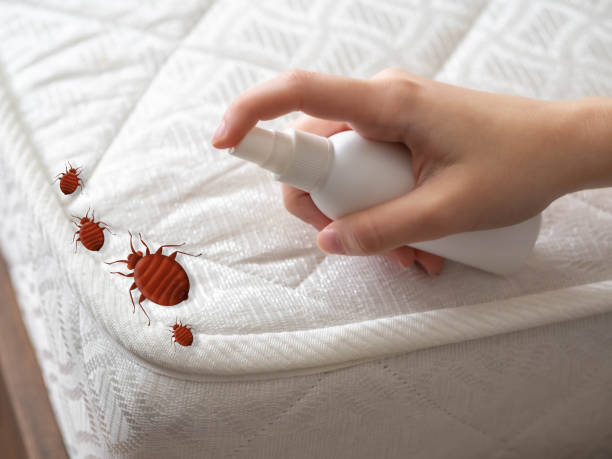 Best Insect Control  in Odessa, MO