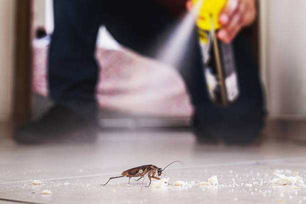 Best Mosquito Control Services  in Odessa, MO
